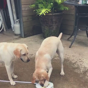 Outdoor Dog Water Fountain | Paw-Activated Pet Drinking Fountain with 41" Hose & Splitter | Fresh Running Water On Demand
